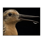 Close View Of A Red Knot Sandpiper (18"W x 24"H)