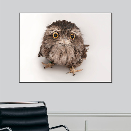 A Tawny Frogmouth Owl, Podargus Strigoides, At The Fort Worth Zoo (18"W x 24"H)