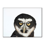 A Spectacled Owl, Pulsatrix Perspicillata, At The New York State Zoo (18"W x 24"H)