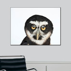 A Spectacled Owl, Pulsatrix Perspicillata, At The New York State Zoo (18"W x 24"H)