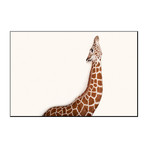 A Reticulated Giraffe, Giraffa Camelopardalis Reticulata (16"W x 24"H)