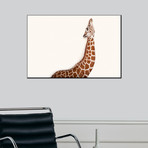 A Reticulated Giraffe, Giraffa Camelopardalis Reticulata (16"W x 24"H)