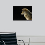 A Mexican Gray Wolf At The Wild Canid Survival And Research Center (18"W x 24"H)