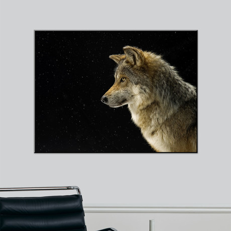 A Mexican Gray Wolf At The Wild Canid Survival And Research Center (18"W x 24"H)