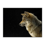 A Mexican Gray Wolf At The Wild Canid Survival And Research Center (18"W x 24"H)