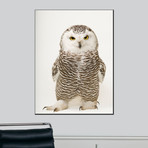 A Female Snowy Owl, Bubo Scandiacus, At Raptor Recovery Nebraska (24"W x 18"H)