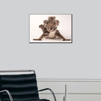 A Federally Threatened Koala With Her Offspring, One Of Which Is Adopted (16"W x 24"H)