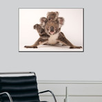 A Federally Threatened Koala With Her Offspring, One Of Which Is Adopted (16"W x 24"H)