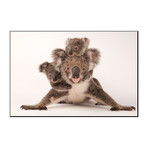 A Federally Threatened Koala With Her Offspring, One Of Which Is Adopted (16"W x 24"H)