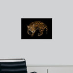 A Federally Endangered, Ten-Year-Old, Female Jaguar At The Dallas World Aquarium (16"W x 24"H)