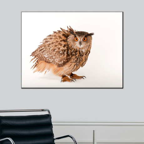 A Eurasian Eagle Owl, Bubo Bubo, At Zoo Atlanta (18"W x 24"H)