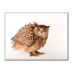 A Eurasian Eagle Owl, Bubo Bubo, At Zoo Atlanta (18"W x 24"H)