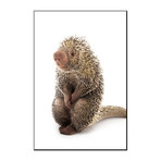 A Brazilian Porcupine, Coendou Prehensilis, At The Saint Louis Zoo (24"W x 16"H)