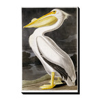 American White Pelican (18"W x 24"H x 1.5"D)