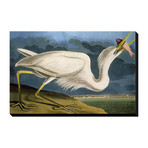 Great White Heron (18"W x 24"H x 1.5"D)