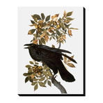 Audubon: Raven (18"W x 24"H x 1.5"D)