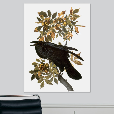 Audubon: Raven (18"W x 24"H x 1.5"D)