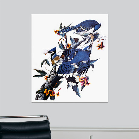 Audubon: Blue Jay (18"W x 24"H x 1.5"D)