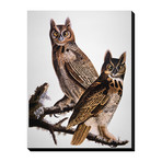 Audubon: Owl (18"W x 24"H x 1.5"D)