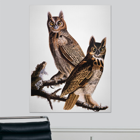 Audubon: Owl (18"W x 24"H x 1.5"D)