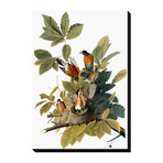 Audubon: Robin (18"W x 24"H x 1.5"D)