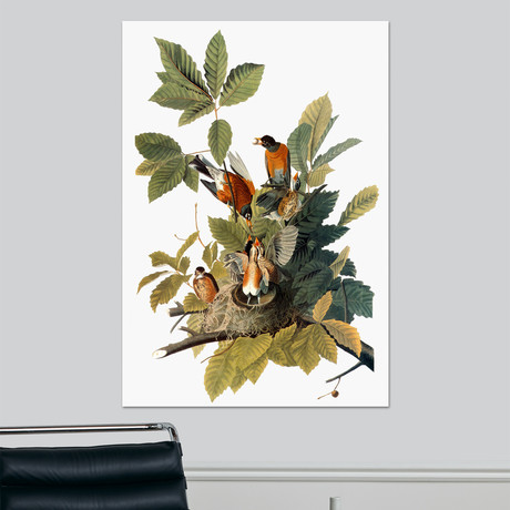 Audubon: Robin (18"W x 24"H x 1.5"D)