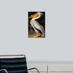 Audubon: Pelican (18"W x 24"H x 1.5"D)