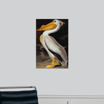 Audubon: Pelican (18"W x 24"H x 1.5"D)