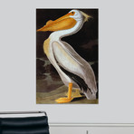 Audubon: Pelican (18"W x 24"H x 1.5"D)