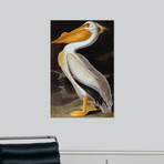 Audubon: Pelican (18"W x 24"H x 1.5"D)