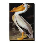 Audubon: Pelican (18"W x 24"H x 1.5"D)