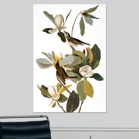 Audubon: Vireo (18"W x 24"H x 1.5"D)