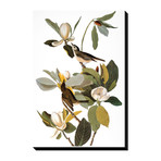 Audubon: Vireo (18"W x 24"H x 1.5"D)