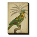 Parrot and Palm II (12"W x 16"H x 1.5"D)