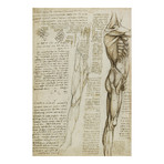 The Muscles of the Leg. 1511 // Leonardo da Vinci (18"W x 26"H x .75"D)