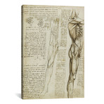 The Muscles of the Leg. 1511 // Leonardo da Vinci (18"W x 26"H x .75"D)