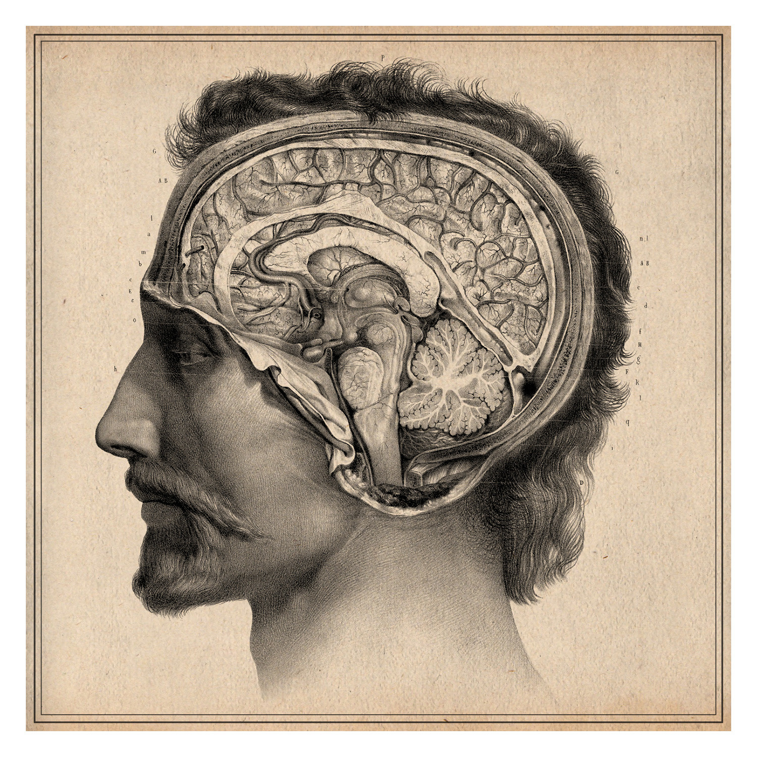 human head anatomy drawing