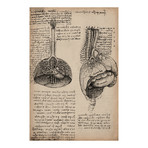 Sketchbook Studies of Human Organs // Leonardo da Vinci (18"W x 26"H x 0.75"D)