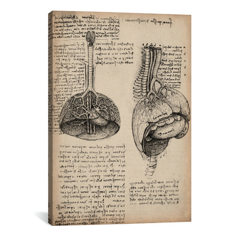 Sketchbook Studies of Human Organs // Leonardo da Vinci (18"W x 26"H x 0.75"D)