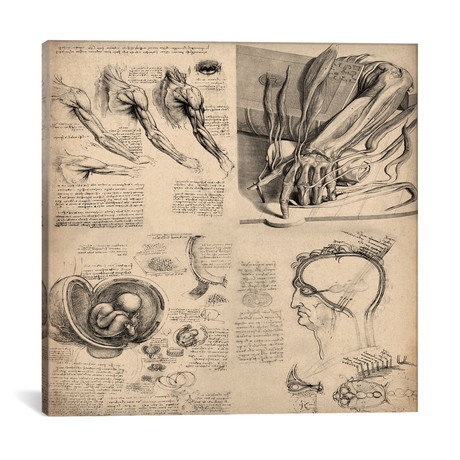 Human Body Anatomy Collage // Leonardo da Vinci (18"W x 18"H x 0.75"D)