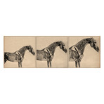 The Anatomy of the Horse Collage // George Stubbs (36"W x 12"H x .75"D)