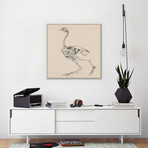 Dorking Hen Skeleton // George Stubbs (18"W x 18"H x .75"D)