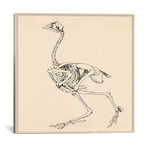 Dorking Hen Skeleton // George Stubbs (18"W x 18"H x .75"D)