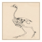 Dorking Hen Skeleton // George Stubbs (18"W x 18"H x .75"D)