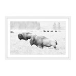 Buffalos Two // Framed Painting Print (18"W x 12"H x 1.5"D)