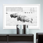 Buffalos Two // Framed Painting Print (18"W x 12"H x 1.5"D)