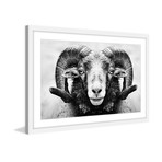 I Dare You Ram // Framed Painting Print (18"W x 12"H x 1.5"D)