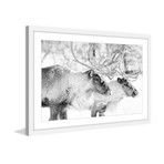 Elk Pair Ram // Framed Painting Print (18"W x 12"H x 1.5"D)