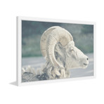 White Curled Horns // Framed Painting Print (18"W x 12"H x 1.5"D)