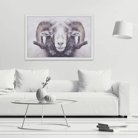 Majestic Curled Horns // Framed Painting Print (18"W x 12"H x 1.5"D)